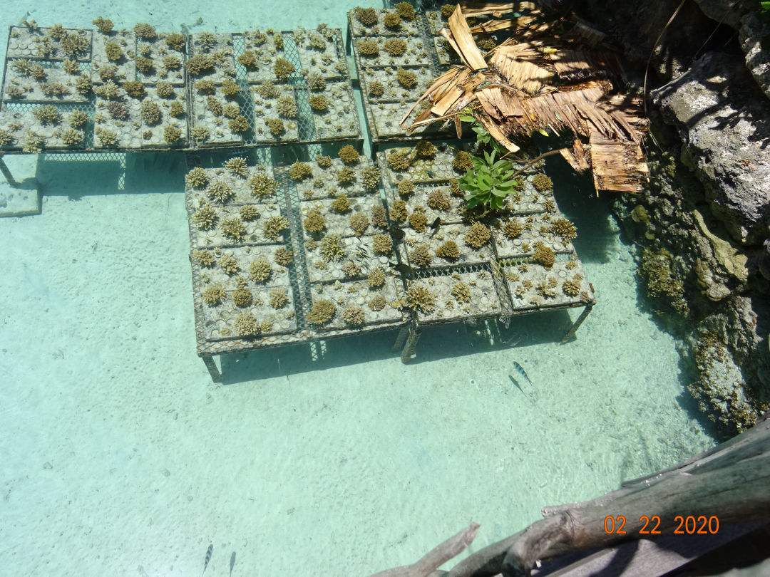 Cultivating Coral Bora Bora 